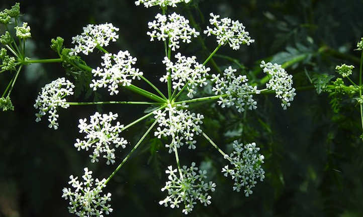 Pimpinella anisum花