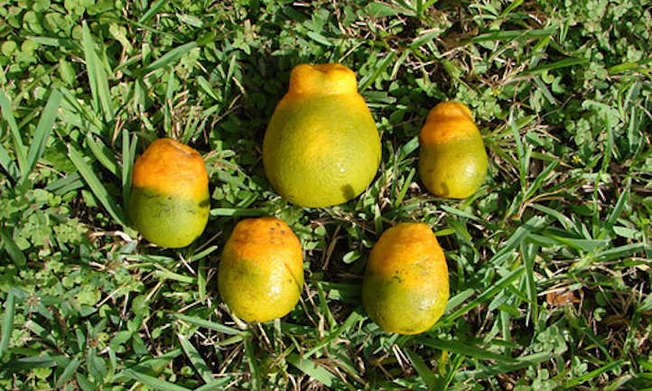 柑橘黄龙造成的损害