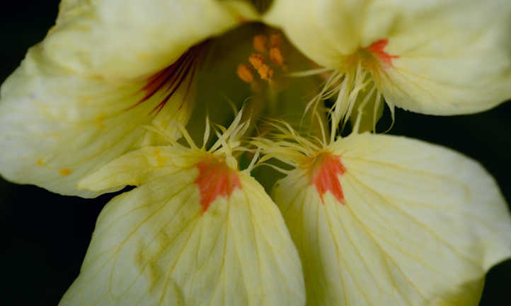 金莲花属植物majus特写镜头
