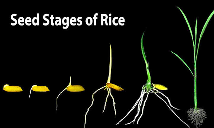 水稻种子期