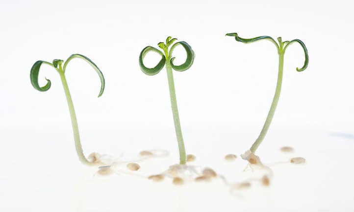 幼苗post-germination
