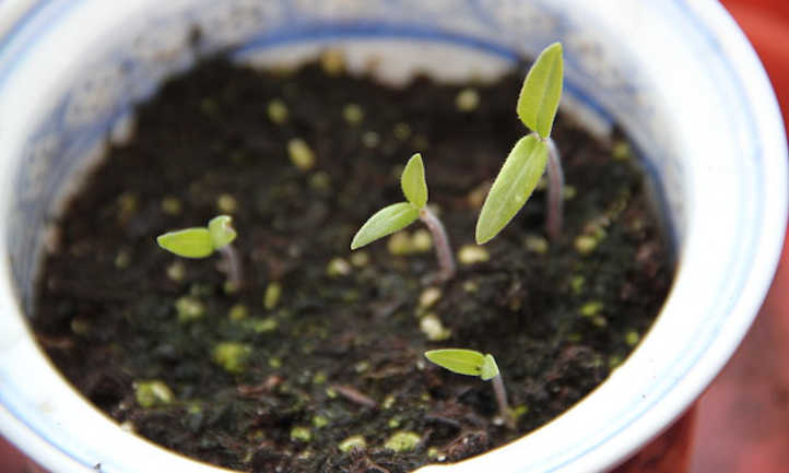 婴儿番茄植物