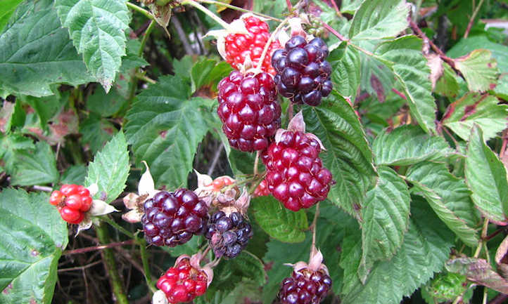 Boysenberry植物