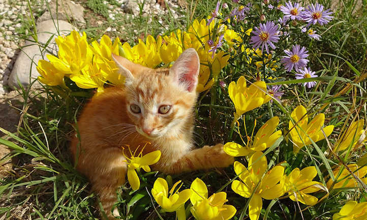 花坛上的猫