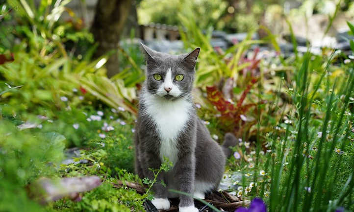 猫咪在植物间休息