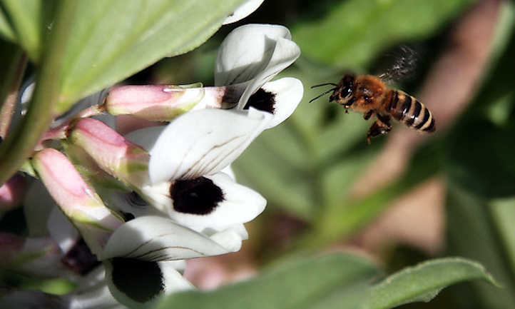 蚕花和蜜蜂