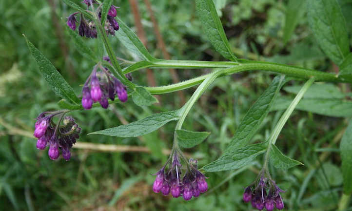 紫色紫草科植物