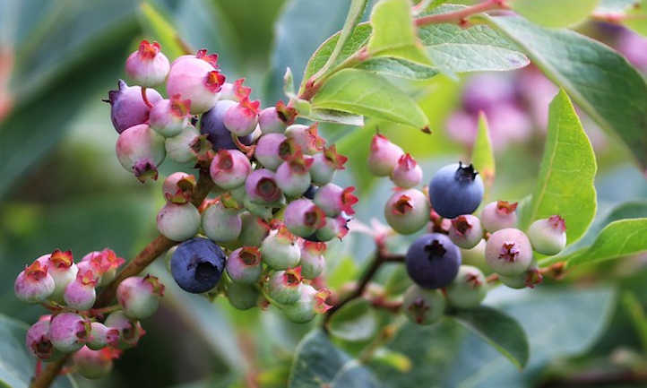 如何种植蓝莓