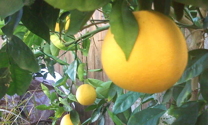 接近成熟的橘子