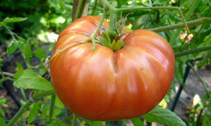 番茄伴侣植物