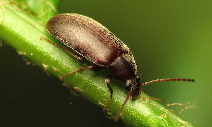 Isomira spp。黑暗的甲虫
