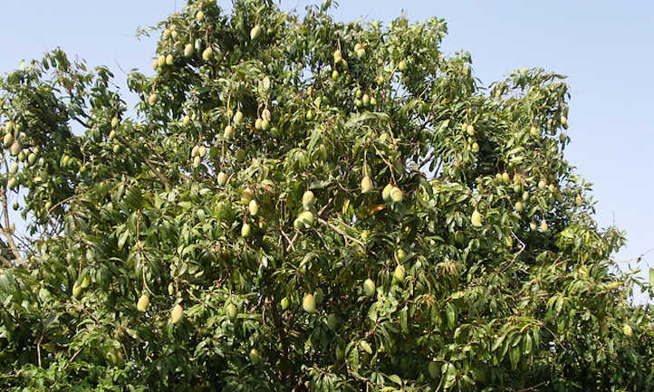 树装满了芒果