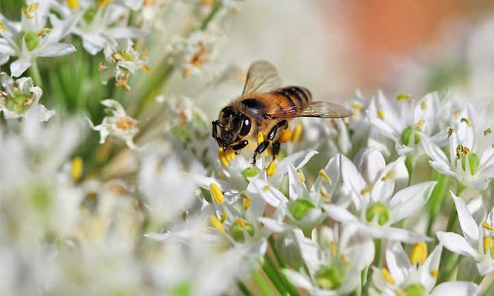 蜜蜂在社会大蒜