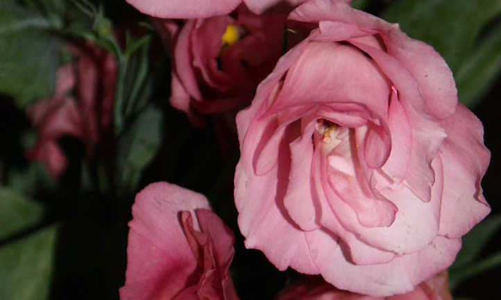 粉红色的lisianthus