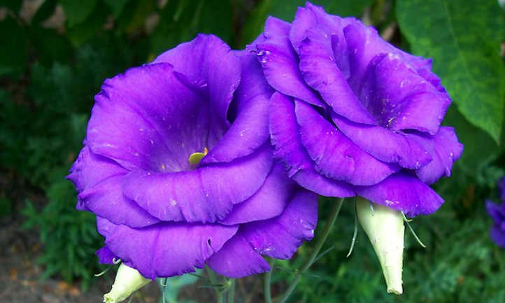 紫色桔梗