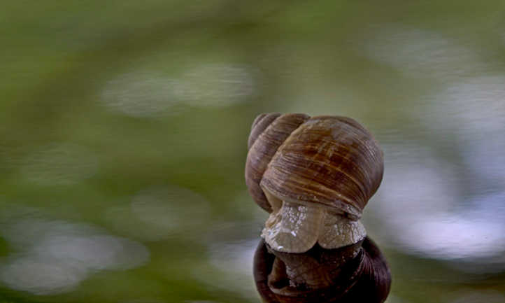 蜗牛在水坑
