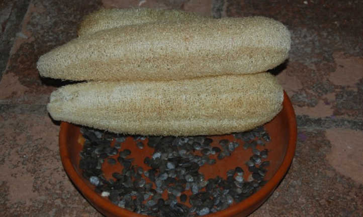 丝瓜cylindrica