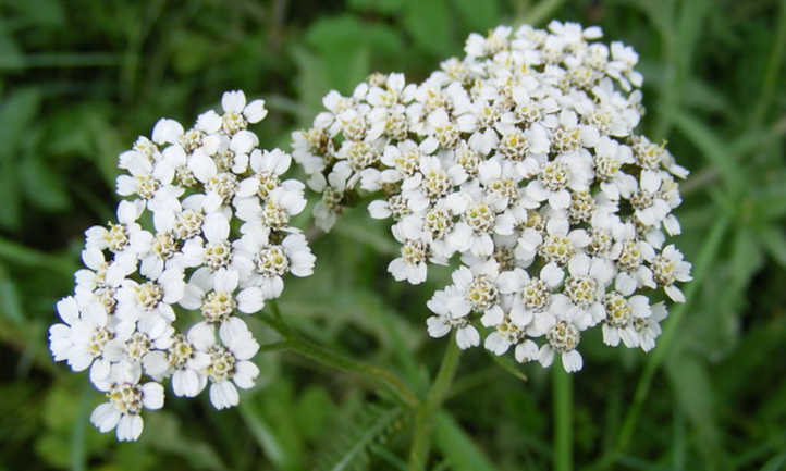 白蓍草的花