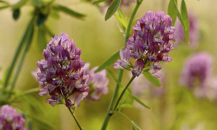 紫花苜蓿花