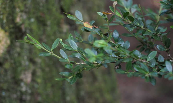 冬青属植物crenata