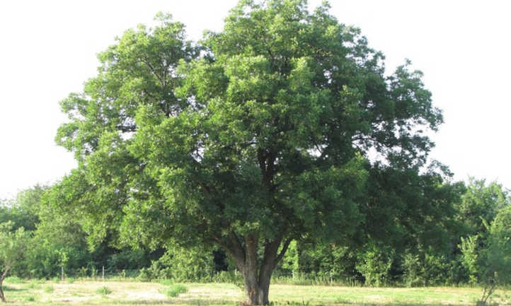 山核桃树