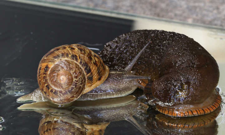 蜗牛与sl