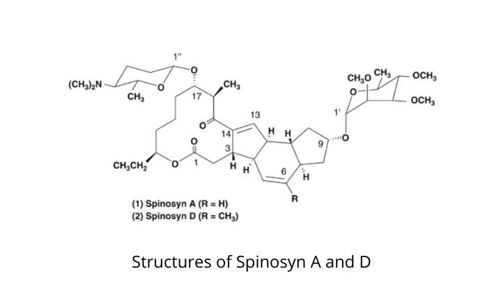 Spinosyn A和D的结构
