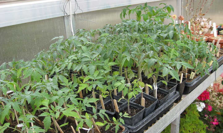 年轻的番茄植物