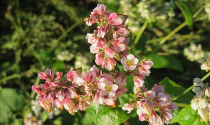 粉红色的fagopyrum esculentum花