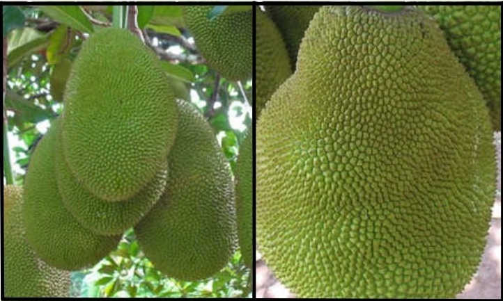 榴莲vs菠萝蜜