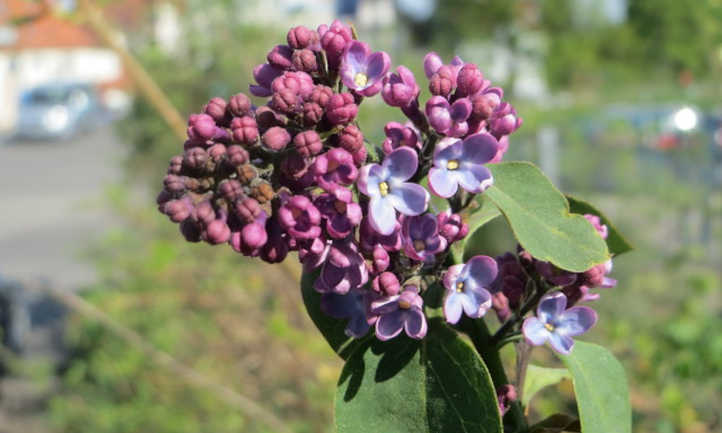 淡紫色芽发展