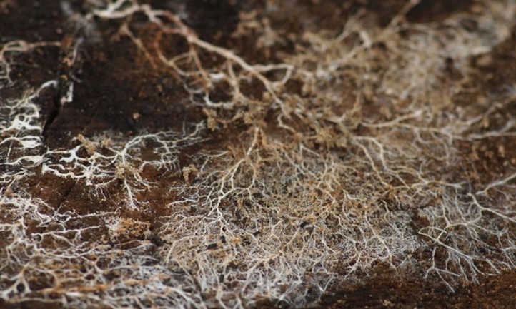 土壤菌丝体