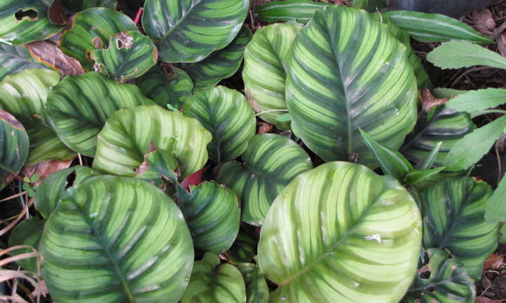 Calathea Orbifolia在室外热带花园里