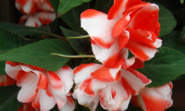 新几内亚凤仙花的杂交种