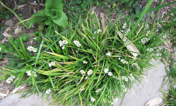 ophiopogon japonicus与白花