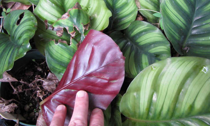 C orbifolia叶的下侧