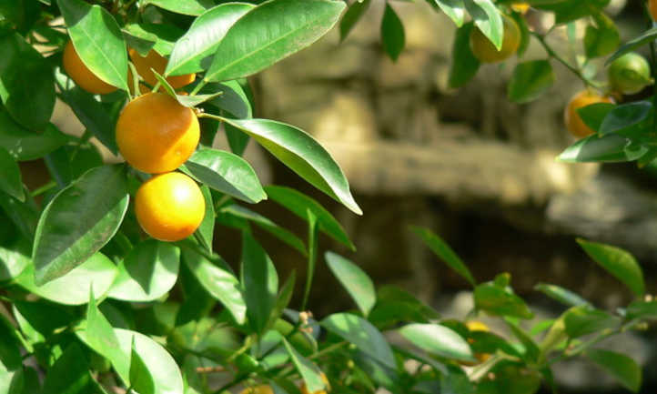 施用柑橘肥料的健康橙子树