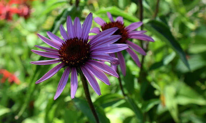 紫锥菊在阴凉处