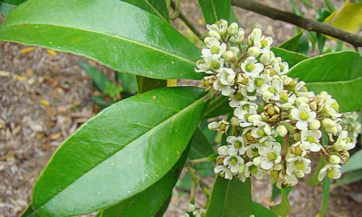 冬青属植物paraguariensis