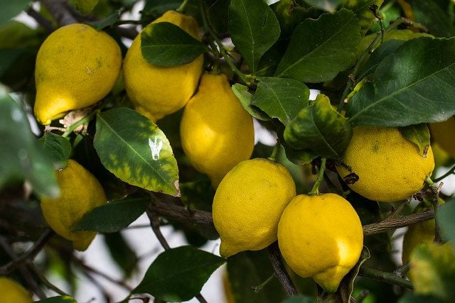 缺乏营养的柠檬树