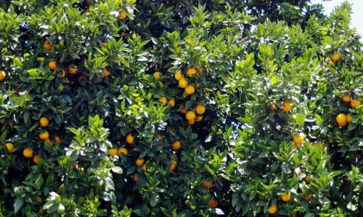 结满果实的橘子树
