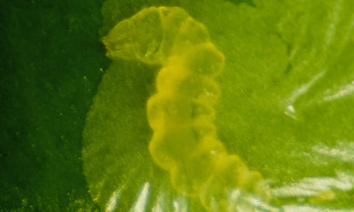 phyllocnistis citrella幼虫