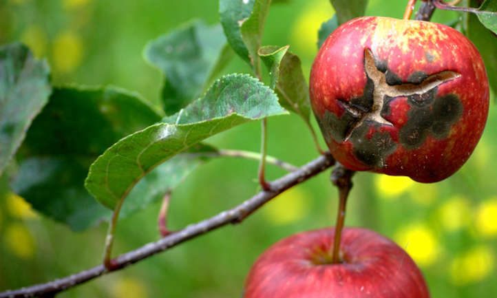 苹果疮：叶子和水果坝