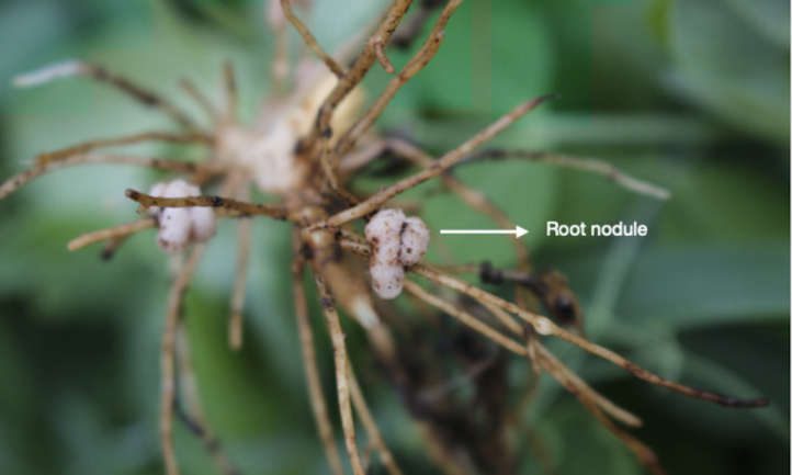 豆科植物上的根瘤作为土壤中固氮的一种方式的图像