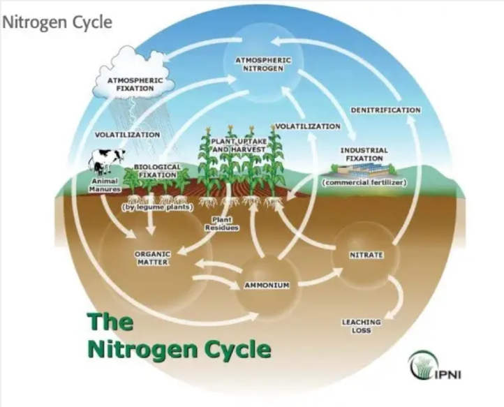 氮循环的图解