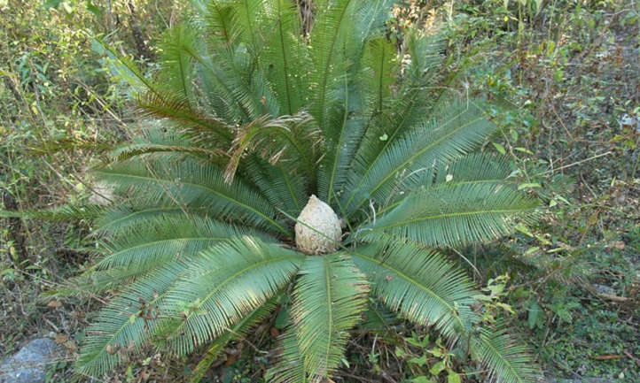 Dioon edule with cone