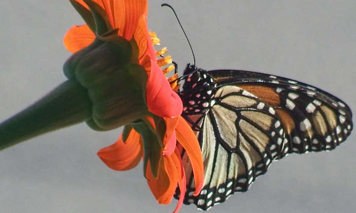 橙色墨西哥向日葵上的帝王蝶