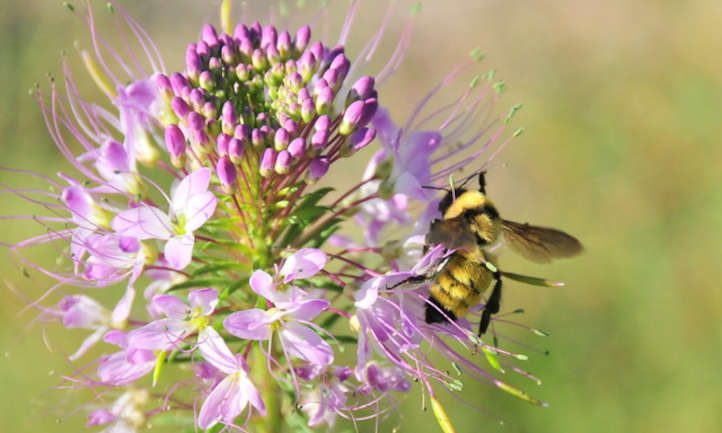 落基山蜜源植物与内华达州的大黄蜂