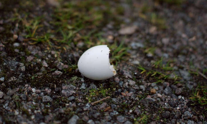 蛋壳:土壤表面的蛋壳
