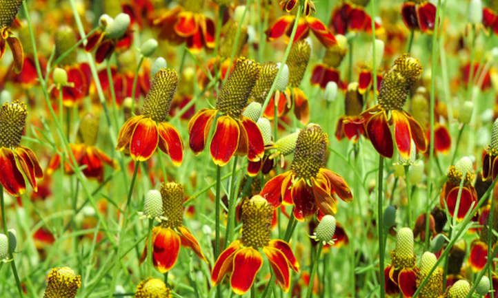 墨西哥帽花:生长在草原上的圆锥花